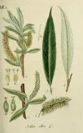 Ива белая (Salix alba). Ботаническая иллюстрация