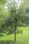 Клён серый (Acer griseum). Молодое дерево в ботаническом саду БИН РАН