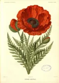 Мак восточный (Papaver orientale). Ботаническая иллюстрация