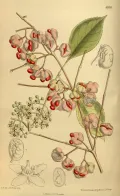 Бересклет Маака (Euonymus maackii). Ботаническая иллюстрация