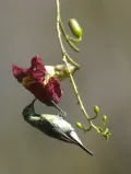 Разноцветная нектарница (Nectarinia venusta)