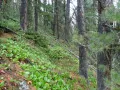 Западный Саян. Пихтово-кедровая тайга с баданом толстолистным (Bergenia crassifolia) на каменистом склоне