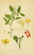 Барбарис обык­но­вен­ный (Berberis vulgaris). Ботаническая иллюстрация