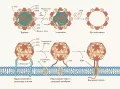 Схема проникновения энтеровирусов (Enterovirus) в клетку