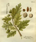 Дуб черешчатый (Quercus robur). Ботаническая иллюстрация