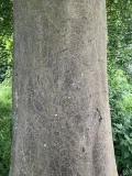 Бук лесной (Fagus sylvatica). Кора
