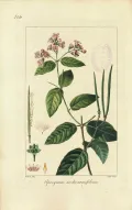 Кендырь проломниколистный (Apocynum androsaemifolium). Ботаническая иллюстрация