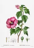 Гибискус сирийский (Hibiscus syriacus). Ботаническая иллюстрация