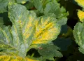 Проявление мозаичной болезни растений на листьях огурцов