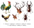 Примеры диморфизма у животных