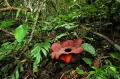 Раффлезия (Rafflesia)