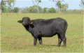 Азиатский буйвол (Bubalus arnee)