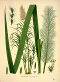 Сахарный тростник (Saccharum officinarum). Ботаническая иллюстрация