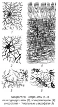 Различные формы нейроглиальных клеток