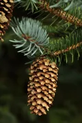 Ель колючая (Picea pungens). Шишка