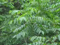 Токсикодендрон лаконосный (Toxicodendron vernicifluum). Листья
