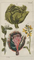 Капуста (Brassica). Ботаническая иллюстрация
