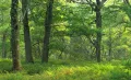 Дубовый лес