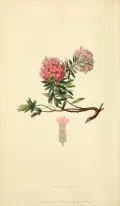 Волчник боровой (Daphne cneorum). Ботаническая иллюстрация