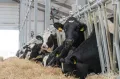 Курская область. Зона кормления коров на предприятии ГК «Агропромкомплектация»