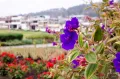Цветы в ботаническом саду «Аточа-Ла-Лирия», Амбато (Эквадор)