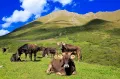 Алатауская порода крупного рогатого скота