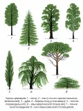 Кроны деревьев