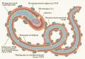 Схема строения филовирусов (Filoviridae)
