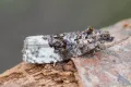 Бабочка вида Apotomis betuletana