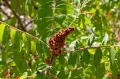 Сумах дубильный (Rhus coriaria)