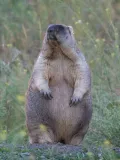 Байбак (Marmota bobak)