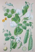 Горох посевной (Pisum sativum). Ботаническая иллюстрация