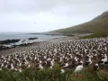 Чернобровые альбатросы на острове Стипл-Джейсон (Фолклендские острова)