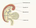 Расположение переднего мозга эмбриона человека