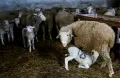 Волгоградская порода овец