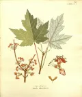 Клён красный (Acer rubrum). Ботаническая иллюстрация