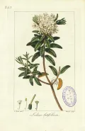 Багульник гренландский (Rhododendron groenlandicum). Ботаническая иллюстрация