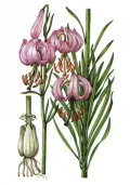 Лилия поникающая (Lilium cernuum)