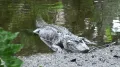 Миссисипский аллигатор (Alligator mississippiensis)  