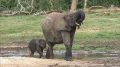 Лесной слон (Loxodonta cyclotis) с детёнышем