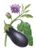 Баклажан (Solanum melongena). Ботаническая иллюстрация
