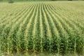 Монокультура кукурузы