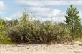 Ива лопарская (Salix lapponum)