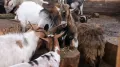 Домашние козы