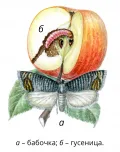 Яблонная плодожорка (Cydia pomonella)