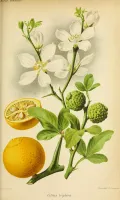 Лимон трёхлисточковый (Citrus trifoliata). Ботаническая иллюстрация