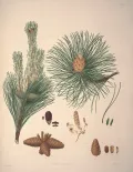 Сосна смолистая (Pinus resinosa). Ботаническая иллюстрация