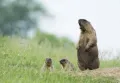 Байбак (Marmota bobak) с детёнышами
