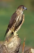 Дербник (Falco columbarius). Самка