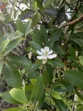 Магнолия виргинская (Magnolia virginiana)